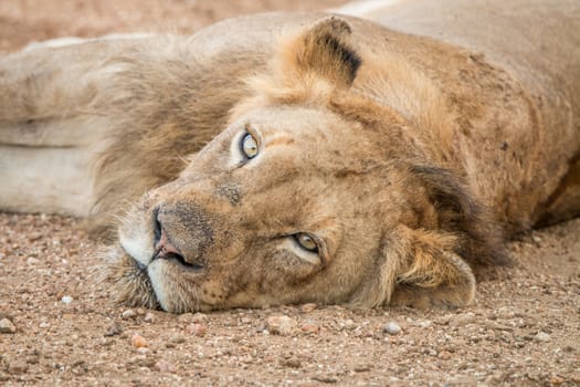 Laying Lion in the Kapama Game Reserve, South Africa.