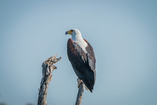 African fish eagle on a branch in the Kruger National Park, South Africa.