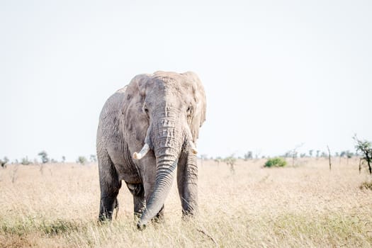 Elephant in the grass in the Kruger National Park, South Africa.