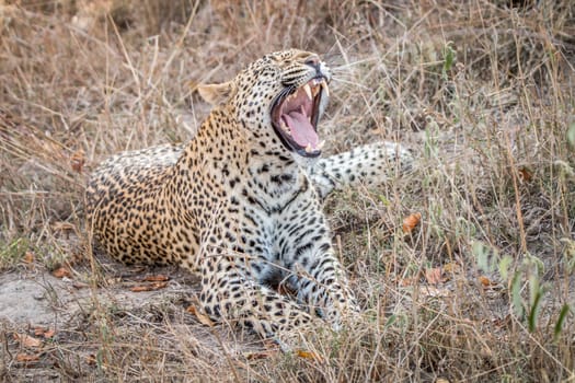 Yawning Leopard in the Sabi Sands, South Africa.