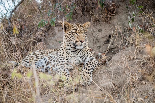 Starring Leopard in the Sabi Sands, South Africa