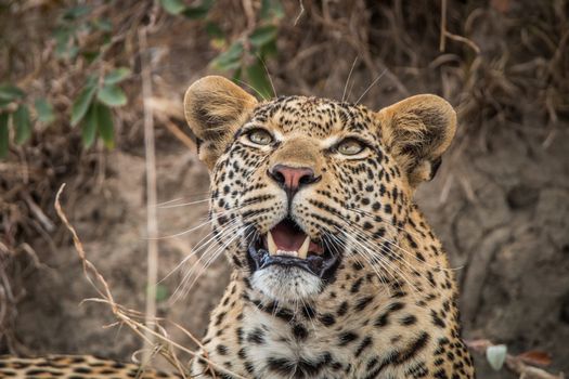 Leopard looking up in the Sabi Sands, South Africa.