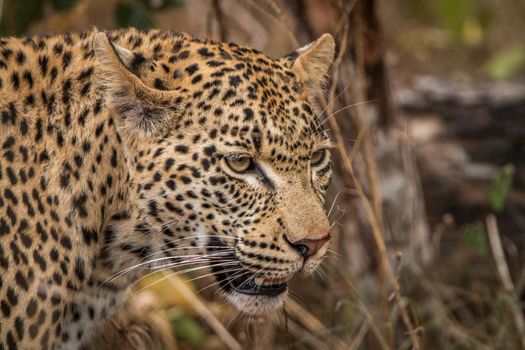 Side profile of a Leopard in the Sabi Sands, South Africa.