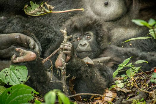 Starring baby Mountain gorilla in the Virunga National Park, Democratic Republic Of Congo.