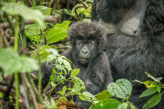 Starring baby Mountain gorilla in the Virunga National Park, Democratic Republic Of Congo.