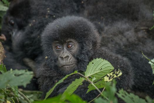 Baby Mountain gorilla in the Virunga National Park, Democratic Republic Of Congo.