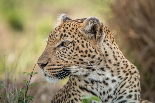 Side profile of a Leopard in the Kruger National Park, South Africa.