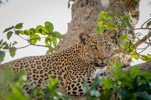 Leopard laying in a tree in the Kruger National Park, South Africa.