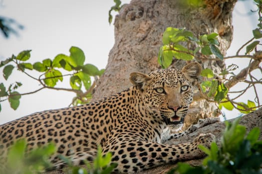 Leopard laying in a tree in the Kruger National Park, South Africa.