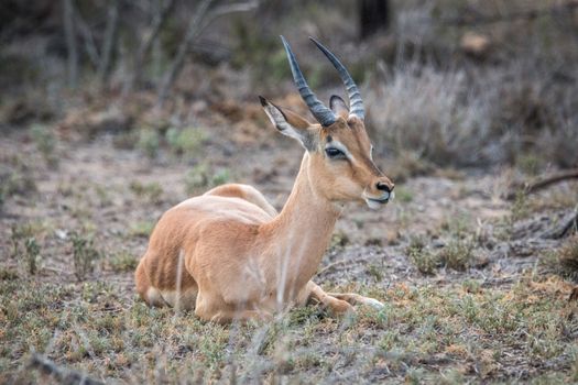 Laying Impala in the Kruger National Park, South Africa.