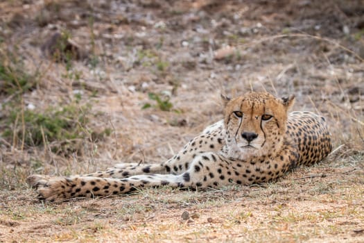 Laying Cheetah in the Kruger National Park, South Africa.