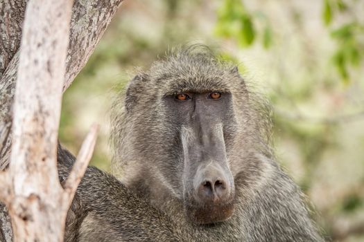 Starring Baboon in the Kruger National Park, South Africa.