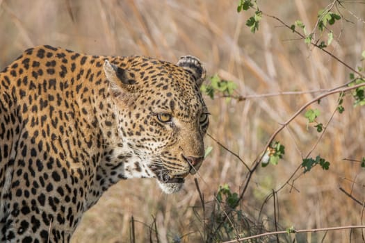 Side profile of a Leopard in the Kruger National Park, South Africa.