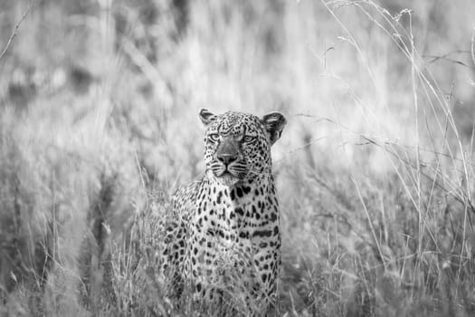 Leopard in the grass in black and white in the Kruger National Park, South Africa.