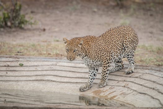 Leopard at a waterhole in the Kruger National Park, South Africa.