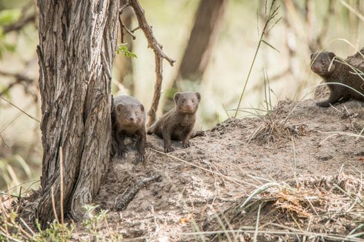 Three dwarf mongoose in the Kruger National Park, South Africa.