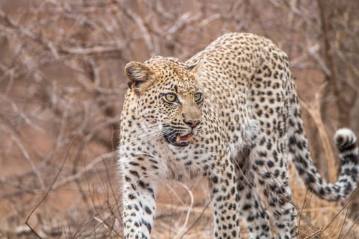 Leopard walking towards a camera in the Kruger National Park, South Africa.