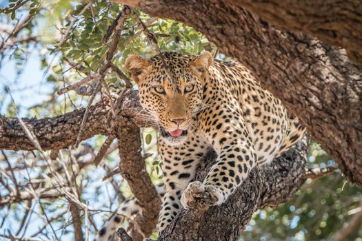 Leopard in a tree in the Kruger National Park, South Africa.