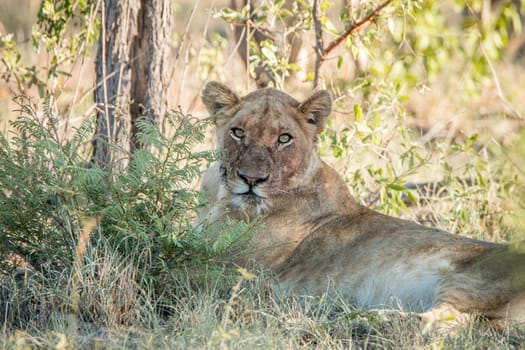 Laying Lioness with a dirty face in the Kruger National Park, South Africa.