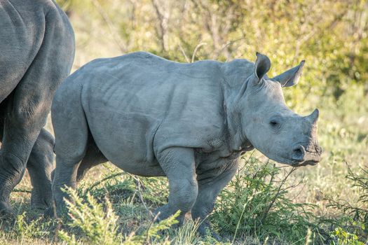 Baby White rhino in the Kruger National Park, South Africa.