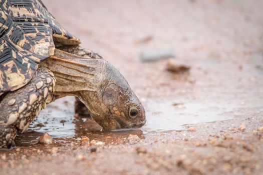 Drinking Leopard tortoise in the Kruger National Park, South Africa.