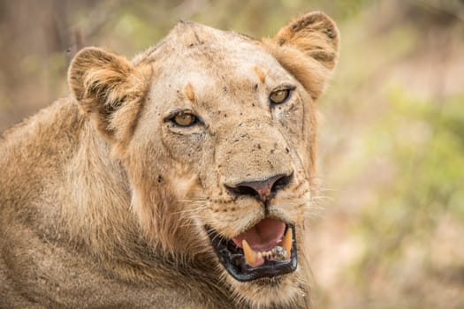 Starring Lion in the Kruger National Park, South Africa.