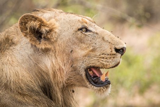 Side profile of a Lion in the Kruger National Park, South Africa.