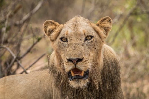 Starring Lion in the Kruger National Park, South Africa.