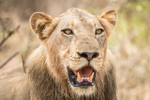 Starring Lion in the Kruger National Park, South Africa.