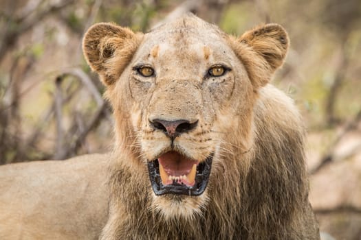 Starring Lion in the Kruger National Park, South Africa.