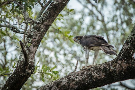 Martial eagle with a kill in a tree in the Kruger National Park, South Africa.