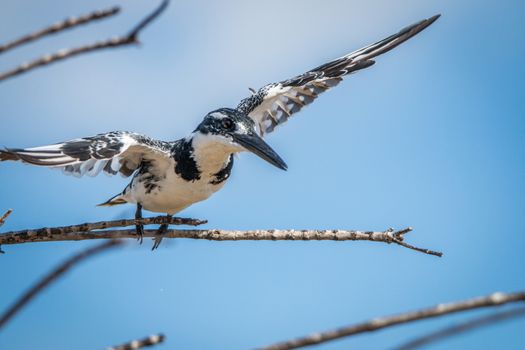 Pied kingfisher flying away in the Kruger National Park, South Africa.