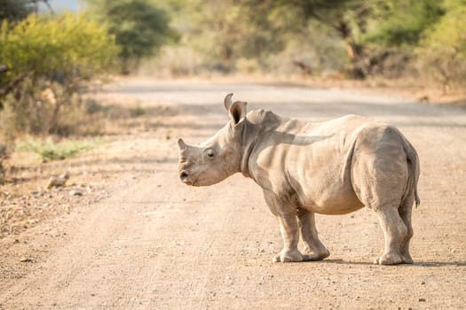 Baby White rhino on the road in the Kruger National Park, South Africa.