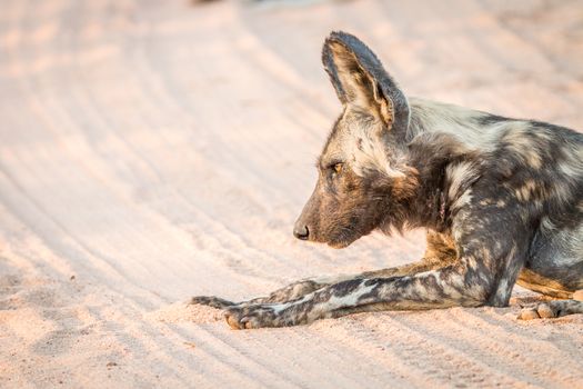 African wild dog laying in the sand in the Kruger National Park, South Africa.