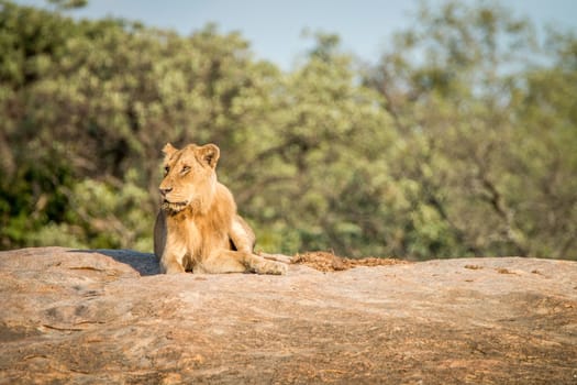 Lion laying on the rocks in the Kruger National Park, South Africa.