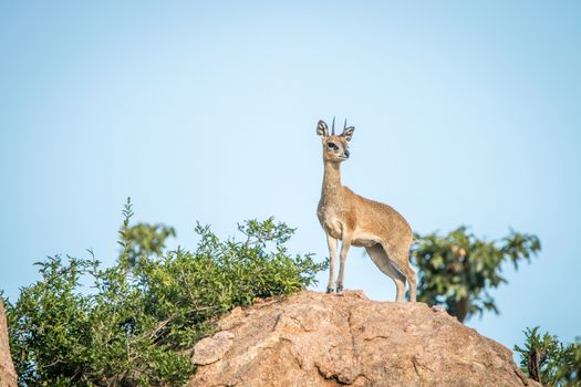 Klipspringer on the rocks in the Kruger National Park, South Africa.