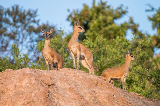 Three Klipspringers on the rocks in the Kruger National Park, South Africa.