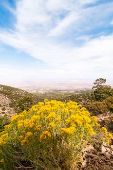Bush of Yellow Flowers backed by an expansive Valley