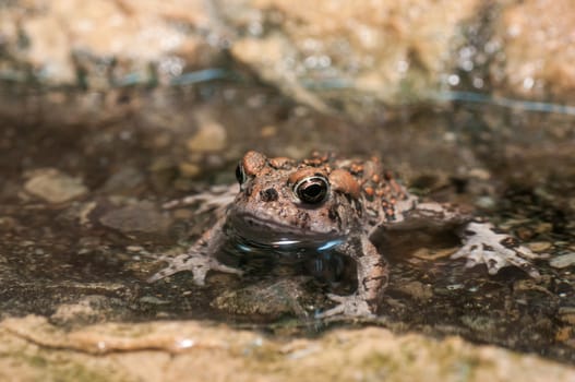 Brown frog with large eyes sitting in the calm water
