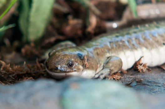 Lizzard smiling under the leavews in a good mood