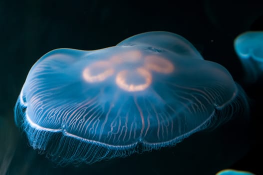 Close up view of a blue Jellyfish