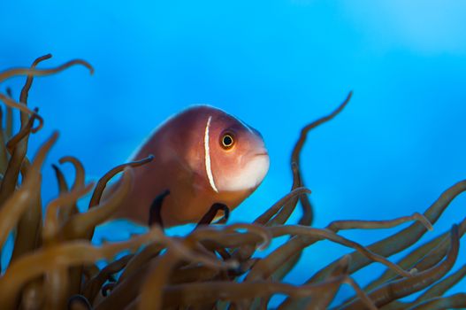 Small Orange Fish swiming inside an Anenome