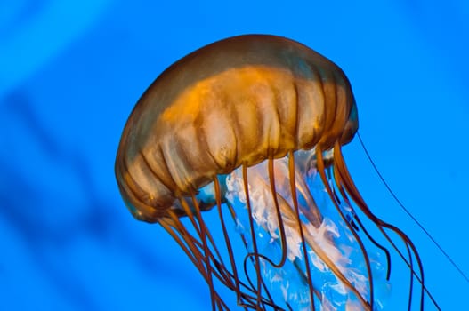 Orange Jellyfish Swimming against blue lighting
