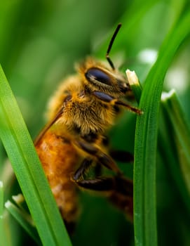 Close Up view of an injured wingless bee