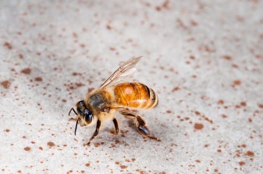 Close Up view of an injured wingless bee