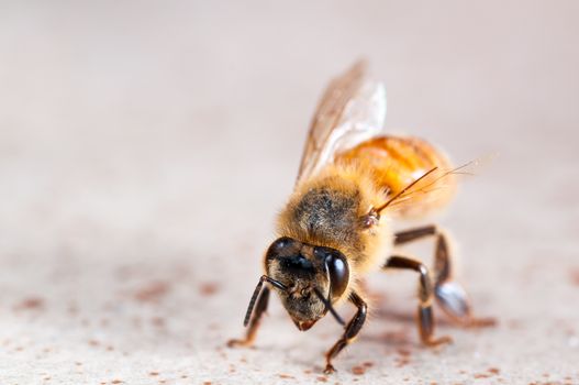 Close Up view of an injured wingless bee