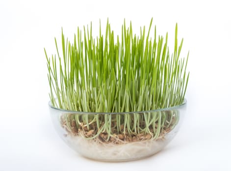 Sprouted grains in glass vase, white background