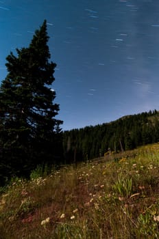 Star Trails over the trees in the mountains at night