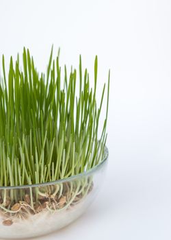 Sprouted grains in glass vase, white background