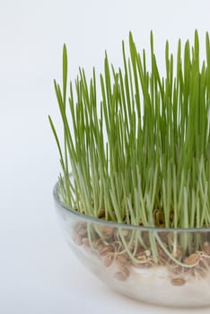 Sprouted grains in glass vase, white background